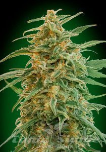 Auto Gorilla - 00 SEEDS BANK