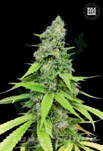 Nasiona Auto Grande Crack - BULK SEED BANK