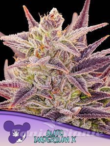 Nasiona Auto Imperium X - ANESIA SEEDS