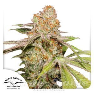 Nasiona Auto MAC #1 - DUTCH PASSION