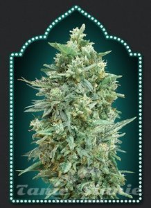 Auto Northern Lights XXL - 00 SEEDS BANK