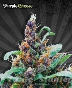 Purple Stilton - AUTO SEEDS