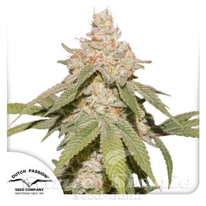 Nasiona Auto SFV OG - DUTCH PASSION