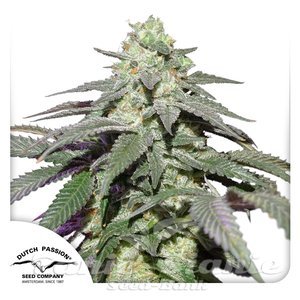 Nasiona Auto Skywalker Haze - DUTCH PASSION