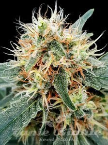 Auto Stromboli - PARADISE SEEDS