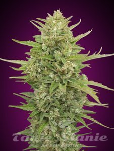 Auto Super Skunk - 00 SEEDS BANK