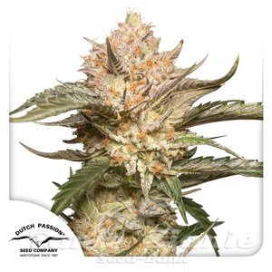 Nasiona Auto Trichome & Cream - DUTCH PASSION