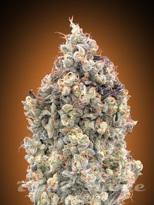 Auto Watermelon OG - ADVANCED SEEDS