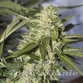 Auto Mazar - BIOGENETIC