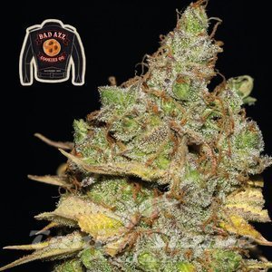Badazz Cookies OG - SEEDSMAN