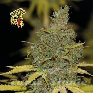 Badazz OG Cheese - SEEDSMAN