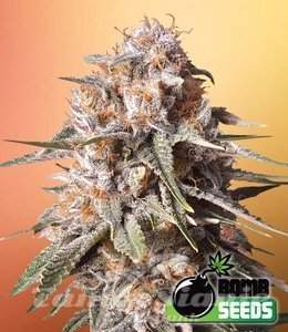 Baked Bomb Auto - BOMB SEEDS