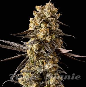 Banana Biscotti F1 - SEEDSMAN