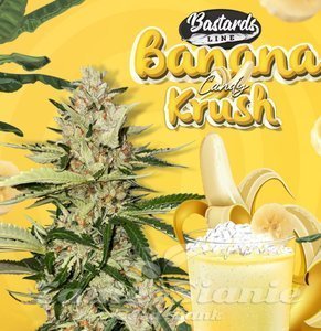 Banana Candy Krush - T.H. SEEDS