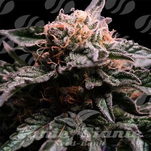 Banana Fumes - ORIGINAL SENSIBLE SEEDS