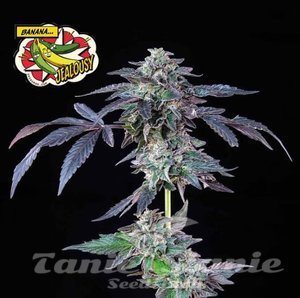 Banana Jealousy - SEEDSMAN