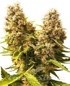 Nasiona Banana Kush Cake Auto - SENSI SEEDS