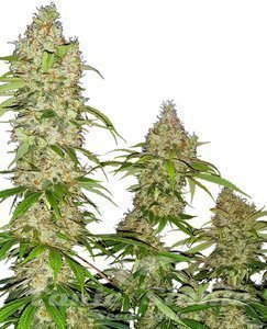 Nasiona Banana Kush Cake - SENSI SEEDS