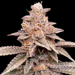 Banana Latte - G13 LABS