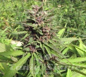Banana Punch Auto