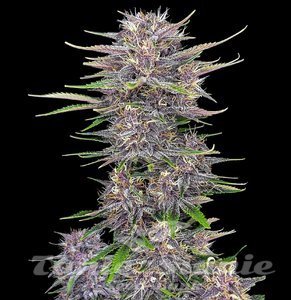 Banana Purple Punch Auto