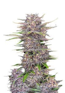 Nasiona Banana Purple Punch Auto - FASTBUDS