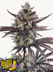 Banana Purple Punch Auto RF3 - FASTBUDS