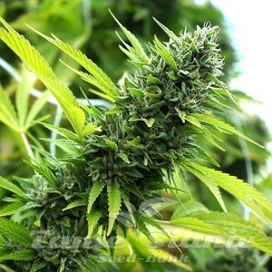 Nasiona Banana Sapphire - HUMBOLDT SEED ORGANIZATION