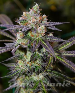 Banana Sherbet