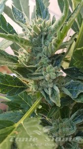 Nasiona Banana Zkittlez Auto - PHILOSOPHER SEEDS