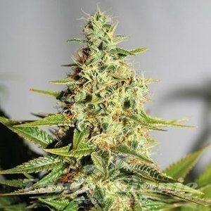 Acapulco Gold - BARNEY’S FARM