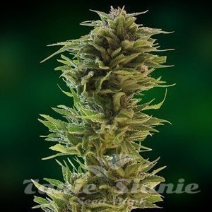 BARNEY’S FARM - Amnesia Lemon