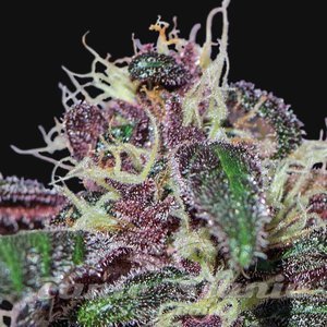 Ayahuasca Purple - BARNEY’S FARM