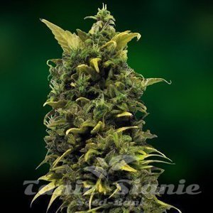 Blue Cheese - BARNEY’S FARM