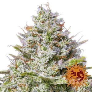 BLUE GELATO 41 - BARNEY'S FARM