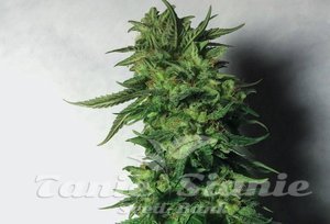 Blueberry OG - BARNEY'S FARM