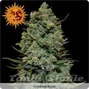 Cookies Kush - BARNEY’S FARM
