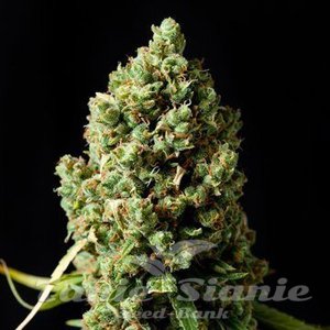 Critical Kush - BARNEY’S FARM