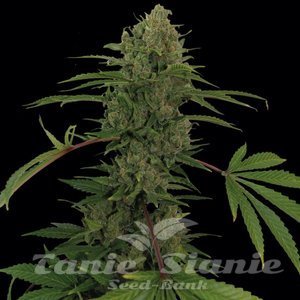 Critical Kush Auto - BARNEY’S FARM