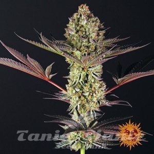 Dos Si Dos 33 - BARNEY'S FARM