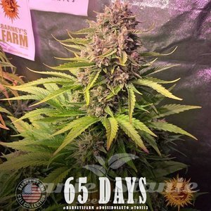 Dos Si Dos Auto - BARNEY'S FARM