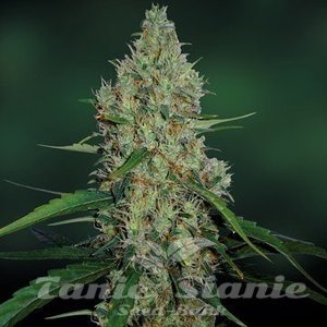 G13 Haze - BARNEY’S FARM