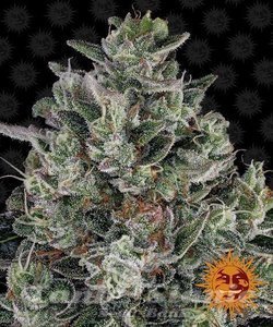 Glookies - BARNEY'S FARM