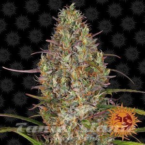 GLUE GELATO AUTO - BARNEY'S FARM