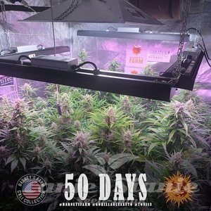 Gorilla Glue Auto - BARNEY'S FARM