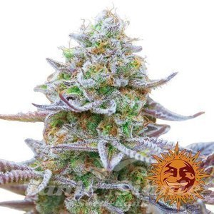 Gorilla Zkittlez - BARNEY'S FARM