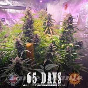 Gorilla Zkittlez Auto 1+1 - BARNEY'S FARM