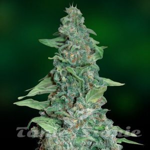 BARNEY’S FARM - Honey B