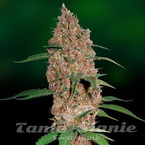 Laughing Buddha - BARNEY’S FARM
