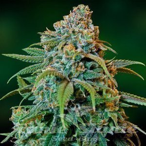 Liberty Haze - BARNEY’S FARM
